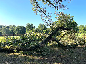 Cemetery Cleanup 2023